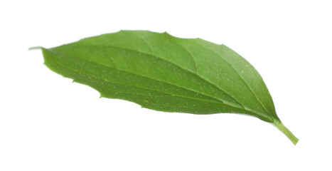 Obraz premium One green jasmine leaf isolated on white