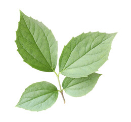 Branch with green jasmine leaves isolated on white