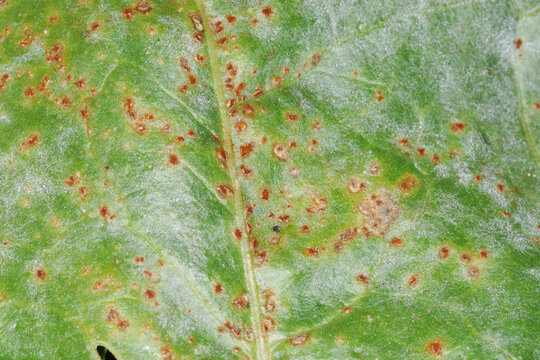 R&uuml;benrost; Uromyces betae;  Zuckerr&uuml;ben