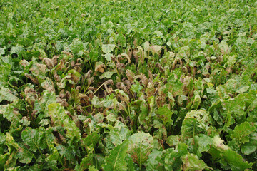 Cercospora-Blattfleckenkrankheit, Cercospora beticola