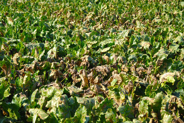 Cercospora-Blattfleckenkrankheit, Cercospora beticola