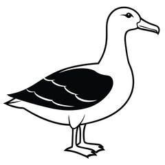 Isolated Albatross presents black wing patterns standing gracefully in a white outline