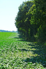 Zuckerrübe,  Zuckerrüben,  Beta vulgaris, Trockenheit, Trockenstress