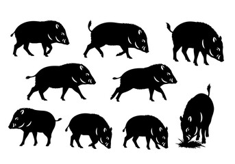 Wild boars silhouette animal wildlife wild boar