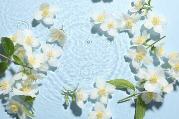 Beautiful jasmine flowers in water on light blue background, flat lay