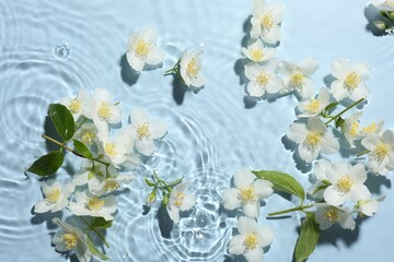 Beautiful jasmine flowers in water on light blue background, flat lay