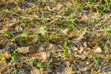 Zuckerrübe,  Zuckerrüben,  Beta vulgaris, Trockenheit, Trockenstress