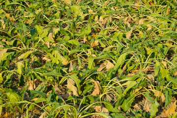 Zuckerrübe,  Zuckerrüben,  Beta vulgaris, Trockenheit, Trockenstress