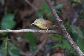 Pin-striped tit-babbler or Mixornis gularis seen in Karimganj, Assam, India