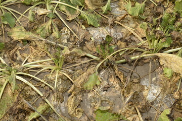 Zuckerrüben-Blattfleckenkrankheit, Ramularia beticola, Cercospora beticola