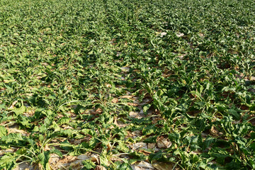 Zuckerrübe,  Zuckerrüben,  Beta vulgaris, Trockenheit, Trockenstress