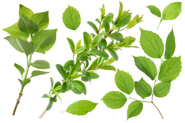 Branches with green leaves on white background, collage