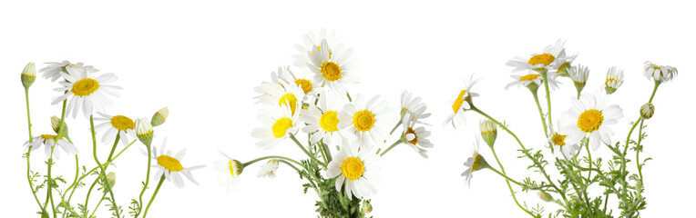 Beautiful chamomile flowers on white background, set