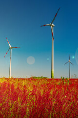View over beautiful meadow field farm landscape with red flowers, wind turbines to produce green energy at sunset colors with direct sun light with lens flare and sun rays in Germany