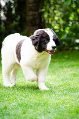 Landseer Welpe im Garten