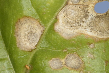 Phoma betae,  Pleospora betae