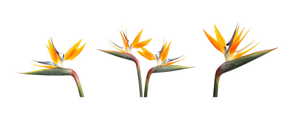 Bird of Paradise tropical flowers on white background, set