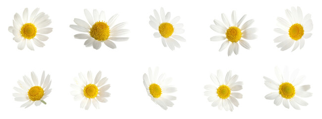 Obraz premium Beautiful chamomile flowers on white background, collage