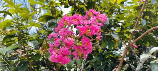 Fototapeta premium Vibrant Pink Crepe Myrtle Flower: beautifully contrasting with the lush green foliage and bright blue sky in the background,