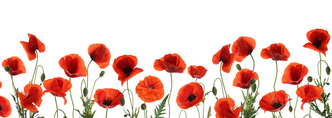 Bright red poppy flowers on white background, banner design. Meadow plant