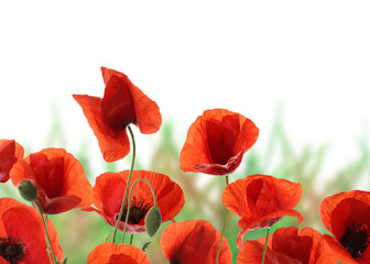 Fototapeta premium Bright red poppy flowers on white background. Meadow plant