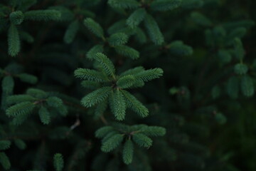 green Christmas tree branches texture close up, macro green branch Christmas concept, macro blue Christmas branch tree evergreen close up