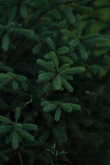 green Christmas tree branches texture close up, macro green branch Christmas concept, macro blue...
