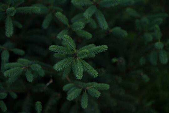 green Christmas tree branches texture close up, macro green branch Christmas concept, macro blue Christmas branch tree evergreen close up	
