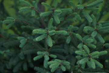green Christmas tree branches texture close up, macro green branch Christmas concept, macro blue Christmas branch tree evergreen close up	
