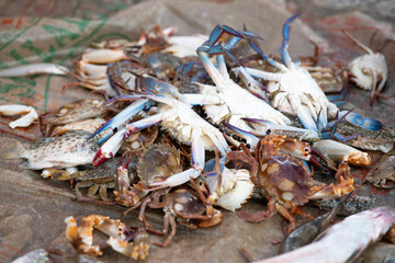 Fisherman selling blue crab on fish market in Kochi India, freshly caught Callinectes sapidus crabs, seafood Kerala beach