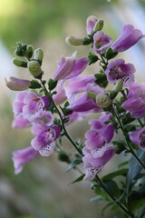 Foxglove in the Morning 