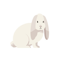 Fototapeta premium A cute, fluffy rabbit sitting calmly against a plain background, evoking tranquility