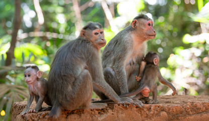 Barbary macaque ape, rhesus monkey family with baby in tropical jungle of India, wildlife...
