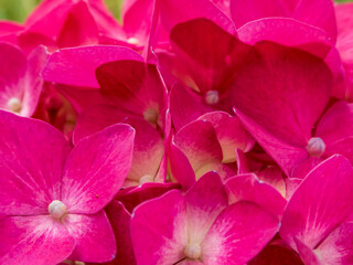 Radiant Magenta Pink Hydrangea Flower Petals Arrangement