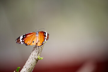 A colorful butterfly resting on a wild branch