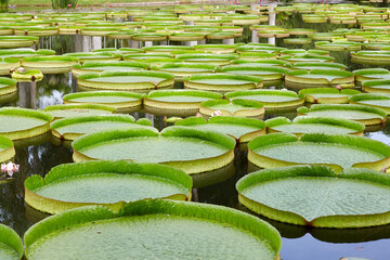 Large Victoria water lilies floating on the water surface landscape