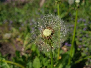 Whispers of Nature: Fluffy Dandelion in the garden
