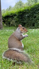 squirrel in the park