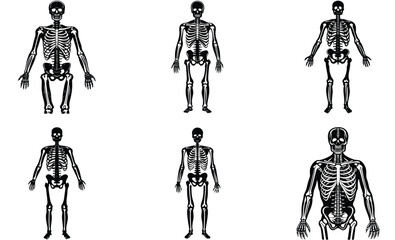 human body Skelton silhouette vector illustration on white background