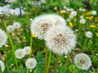 Whispers of Nature: Fluffy Dandelion in the garden
