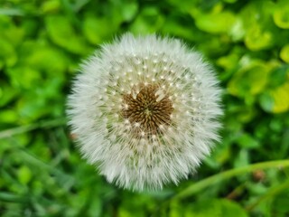 Obraz premium Whispers of Nature: Fluffy Dandelion in the garden 