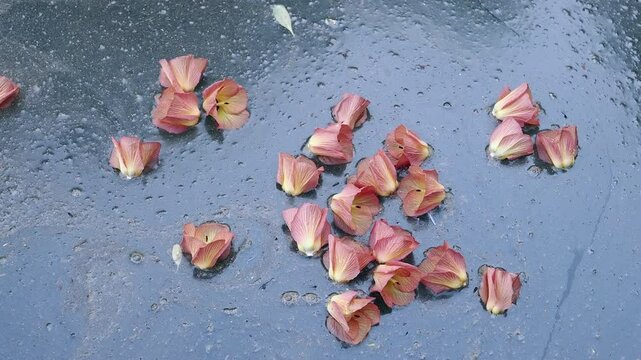 Sea hibiscus floating in water