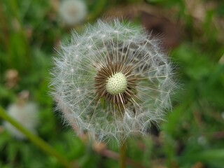 Whispers of Nature: Fluffy Dandelion in the garden

