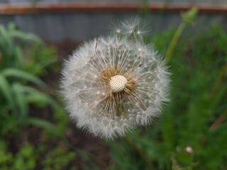 Whispers of Nature: Fluffy Dandelion in the garden
