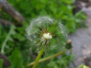 Whispers of Nature: Fluffy Dandelion in the garden

