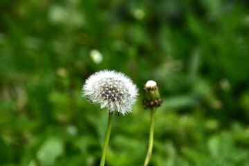 Whispers of Nature: Fluffy Dandelion in the garden
