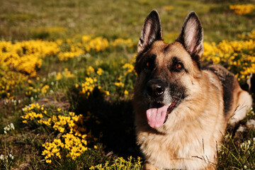 German Shepherd dog resting among yellow wildflowers in a sunny spring meadow in Zlatibor, Serbia. Travel with pet concept