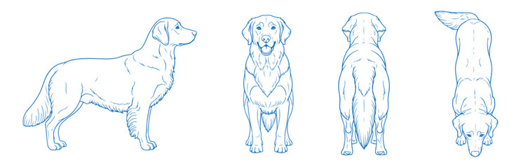 Hand Drawn Golden Retriever Vector Illustration Showing Front, Back, Side and Top Views of Dog in Detailed Line Art Style for Pet Design, Animal Anatomy Reference, and Veterinary Graphics

