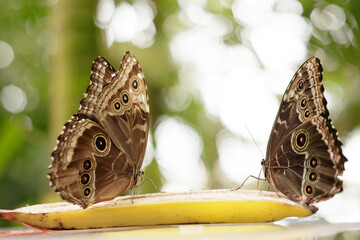 Two owl butterflies eating banana in botanical garden, prague