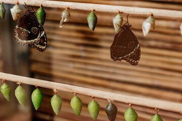 Butterflies emerging from chrysalises hanging on wooden stick in prague botanical garden, Morpho...